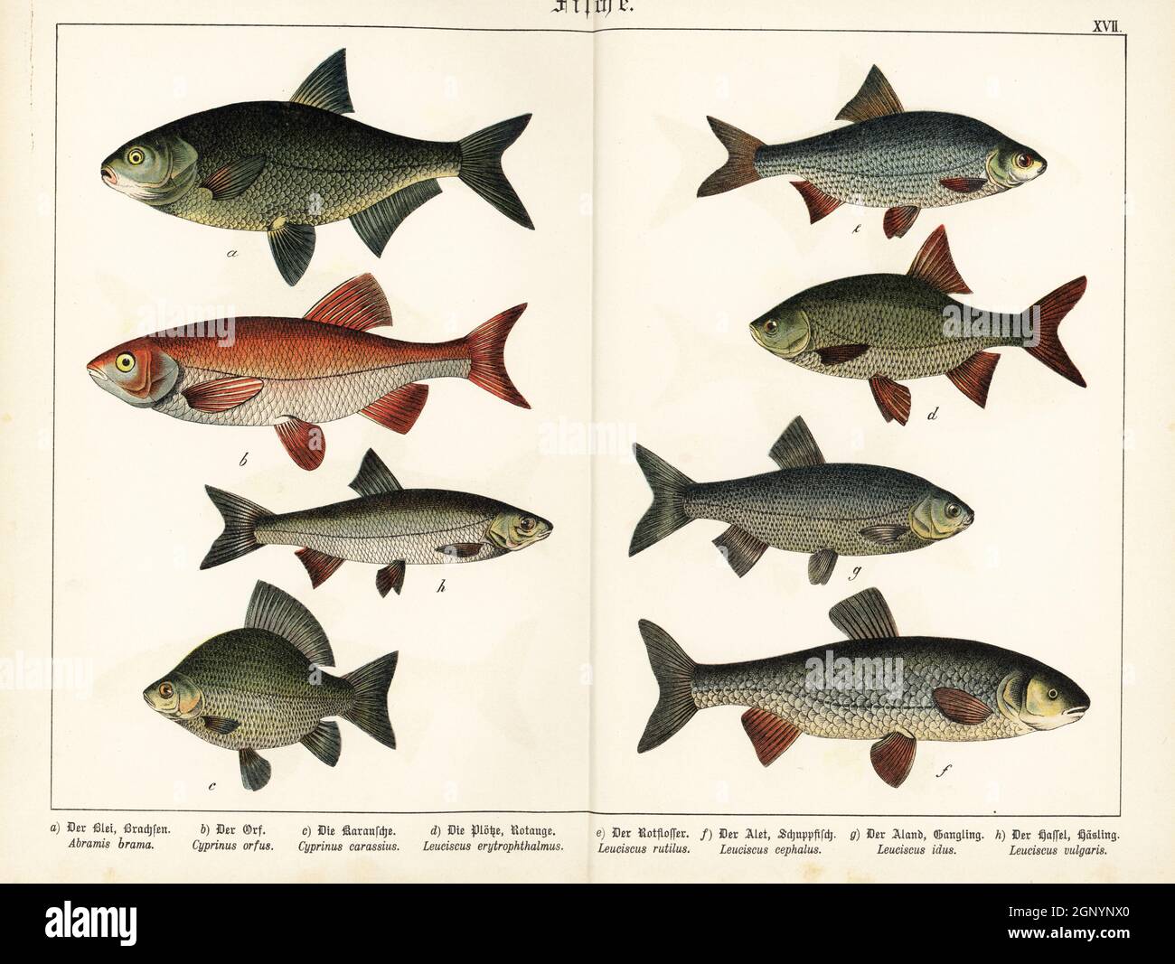 Bream, Abramis brama a, ide, Leuciscus idus b,g, carpa crogiana, Carassius carassius c, rudd, Scardinius eritroftalmus d, gallo, Rutilus rutilus e, Chub, Squalisus cephalus f, e dace, Leuciscus leuciscus h. Chromolithograph di Gotthilf Heinrich von Schubert's Natural History of Animal Kingdom for School and Home (Naturgeschichte des Tierreichs fur Schule und Haus), Schreiber, Monaco di Baviera, 1886. Foto Stock