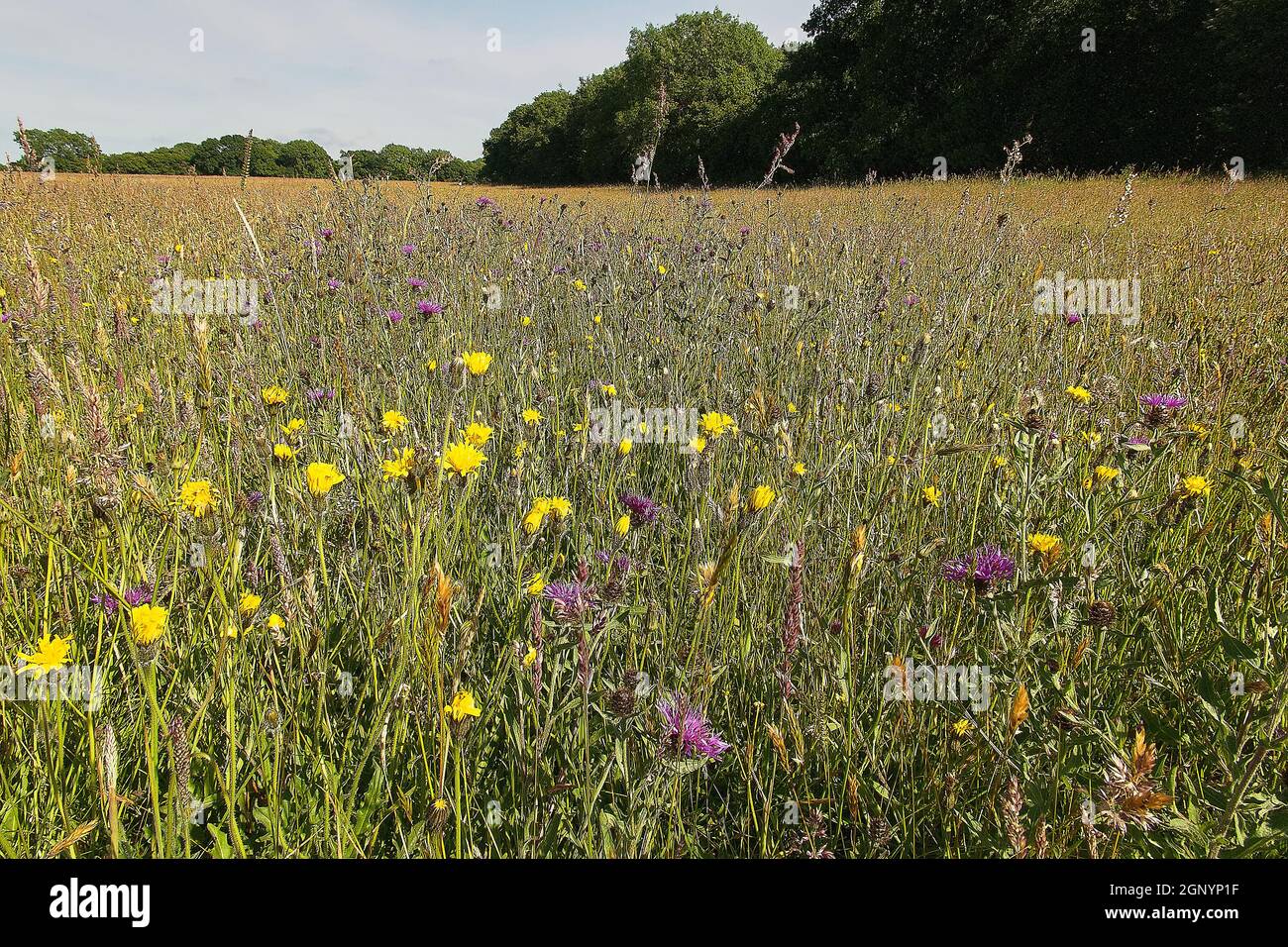 Ampio angolo di habitat prato di fiori selvatici, Kingcombe Meadows Nature Reserve, Dorset, Regno Unito Foto Stock
