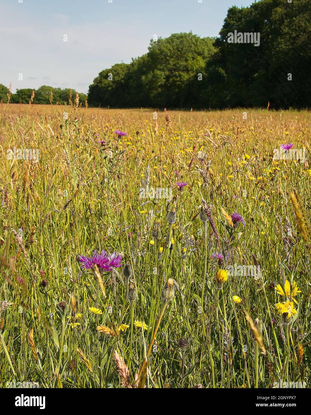 Ampio angolo di habitat prato di fiori selvatici, Kingcombe Meadows Nature Reserve, Dorset, Regno Unito Foto Stock