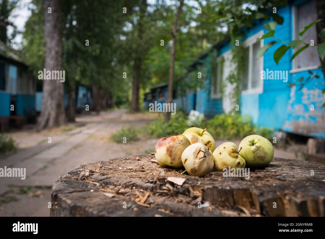 Alcune wild Apple su un moncone in una foresta Foto Stock