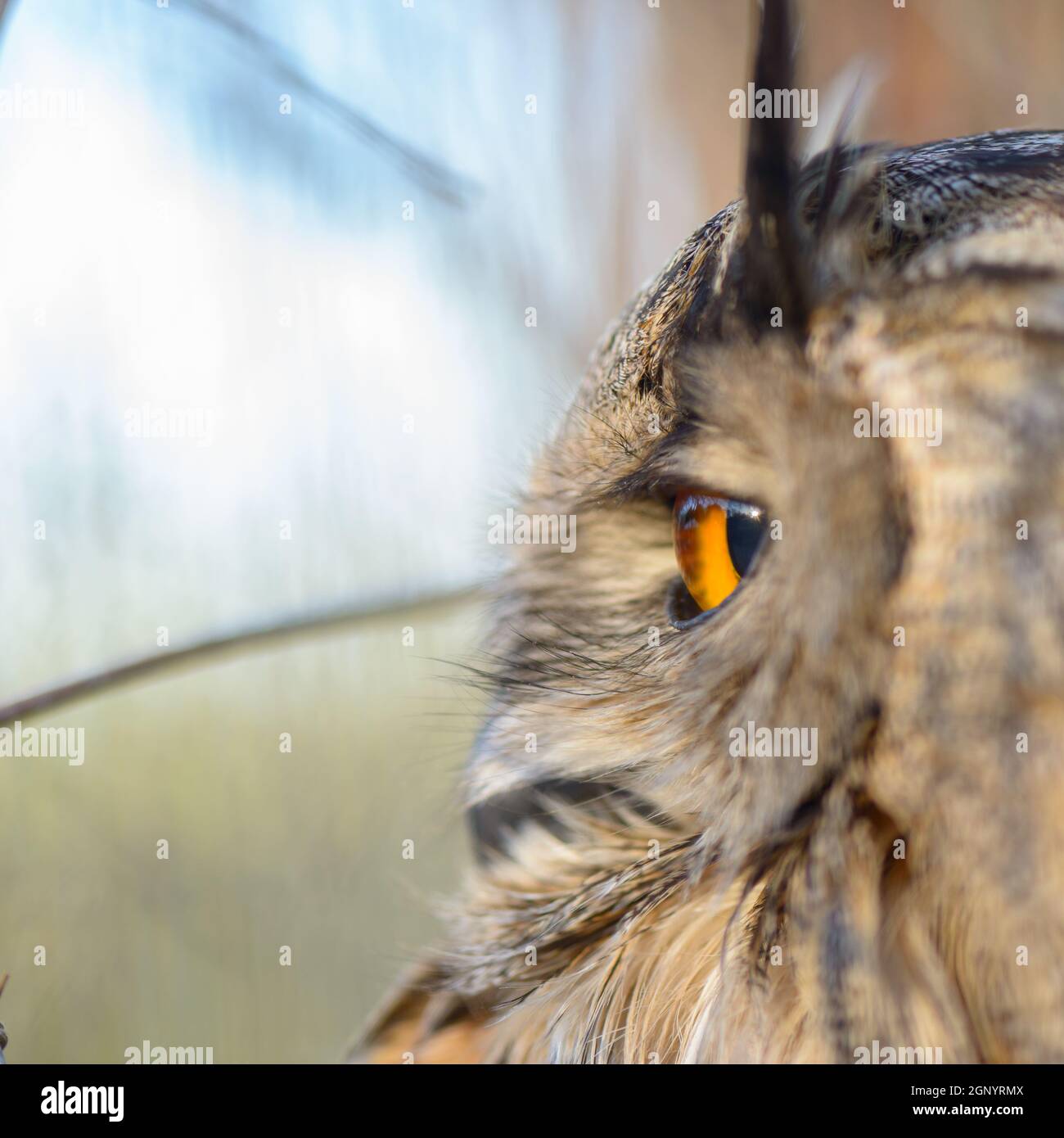 Ritratto di un bellissimo gufo sonnecchia vigili in una gabbia Foto Stock