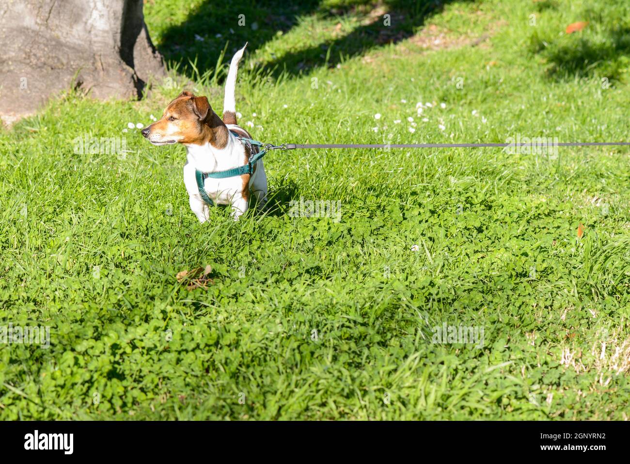 Bello cane in un giardino a Roma Foto Stock