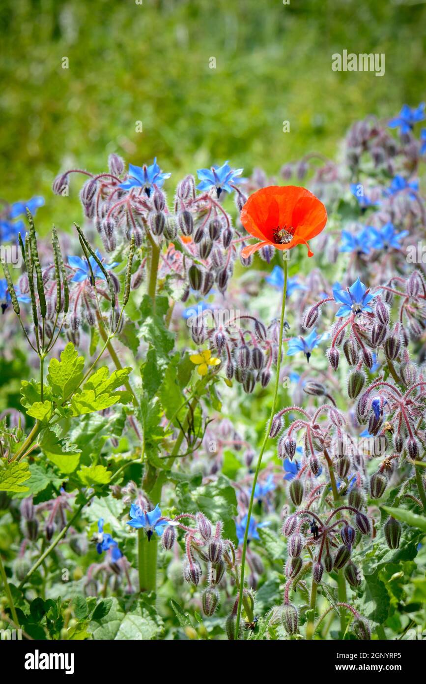 Un papavero nel mezzo di un campo di fiori blu Foto Stock