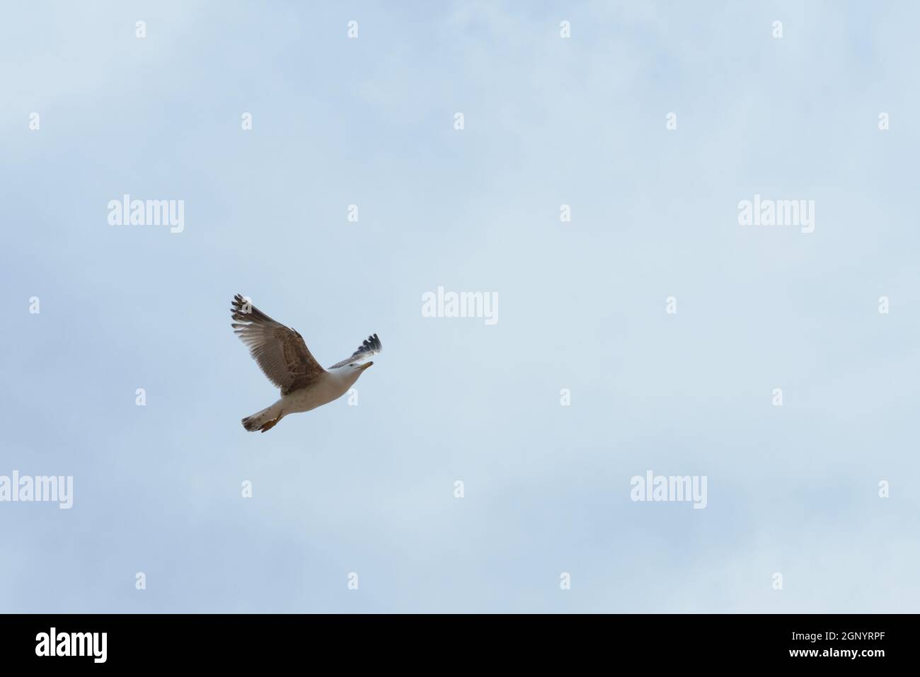 Un grande gabbiano bianco che vola nel cielo Foto Stock