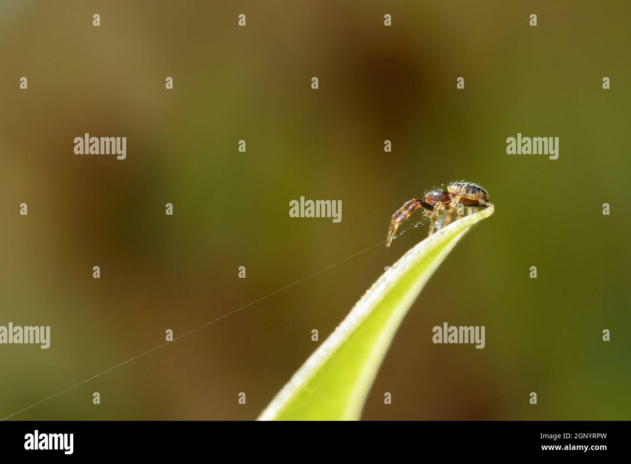 Una piccola spider close up su una foglia in attesa di una dichiarazione delle catture Foto Stock