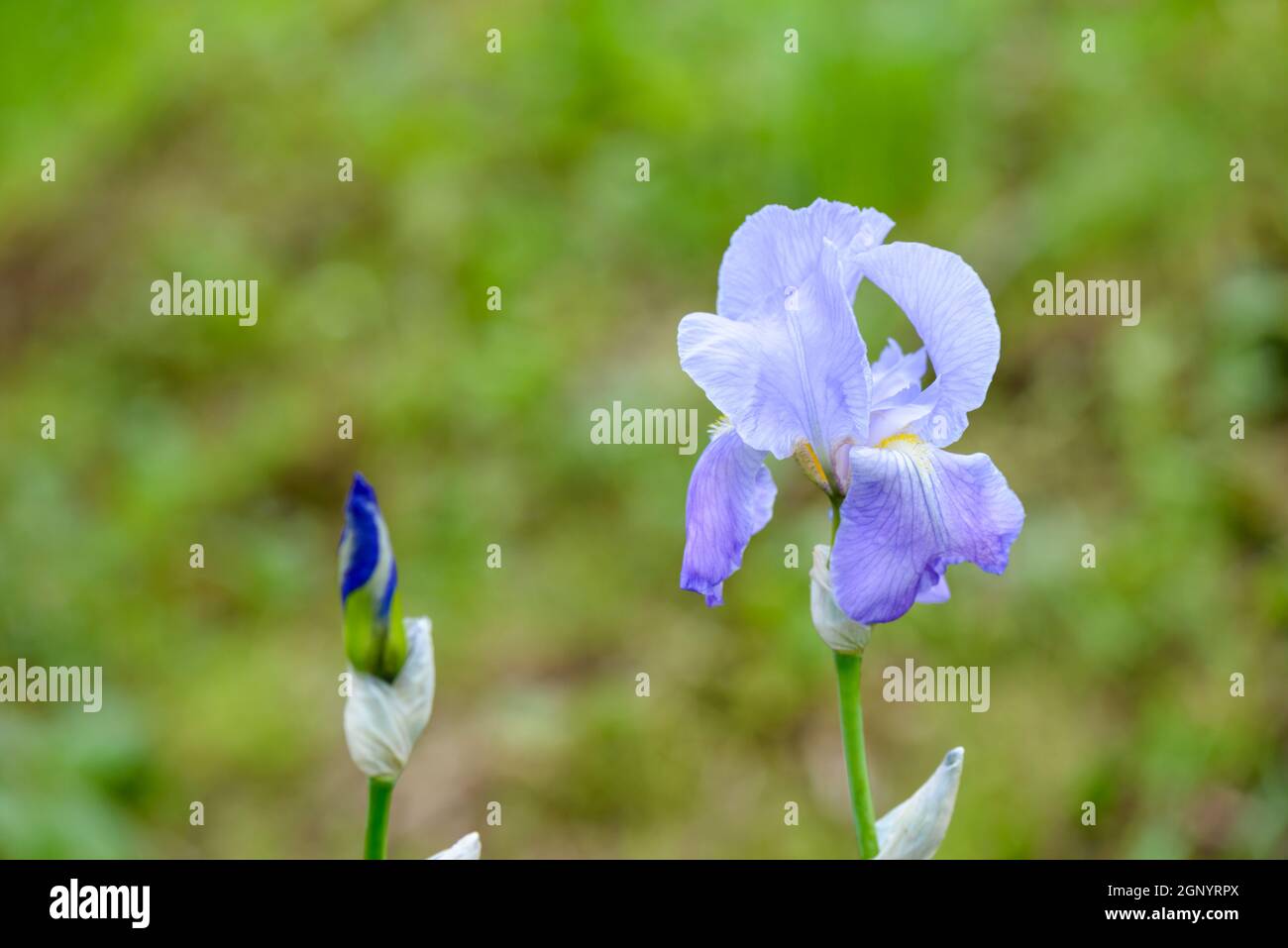 Bella blu e viola iride fiori selvatici close up Foto Stock