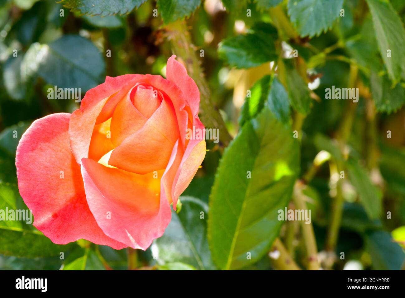 Rosa e seta arancione bocciolo di rosa Foto Stock