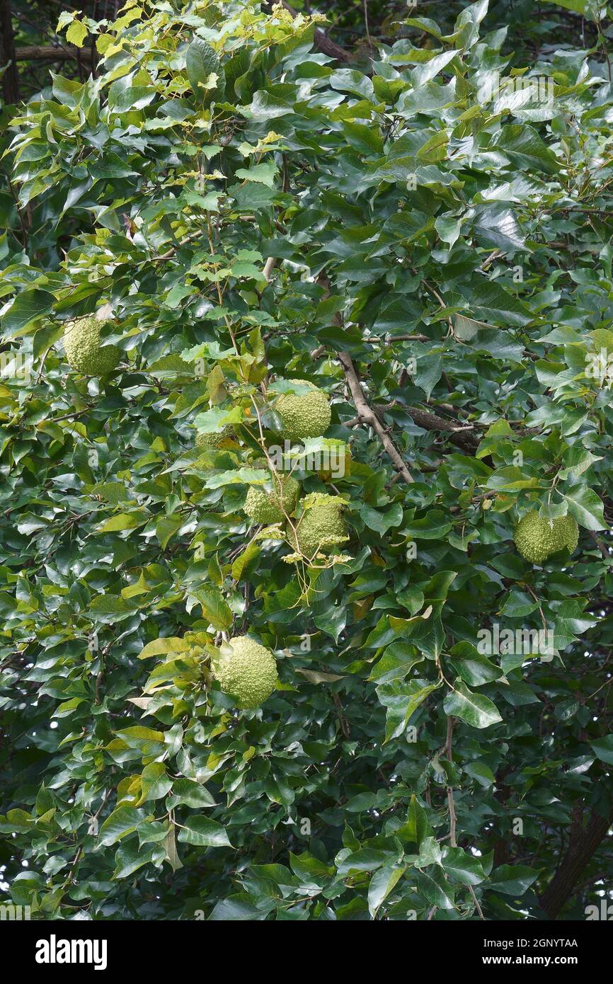 Arancio di Osage (Maclura pomifera). Chiamata mela di hedge, mela di cavallo, Bois d'Arc, Bodark, palla di scimmia, Bow-wood, legno giallo e arancio di mock anche Foto Stock