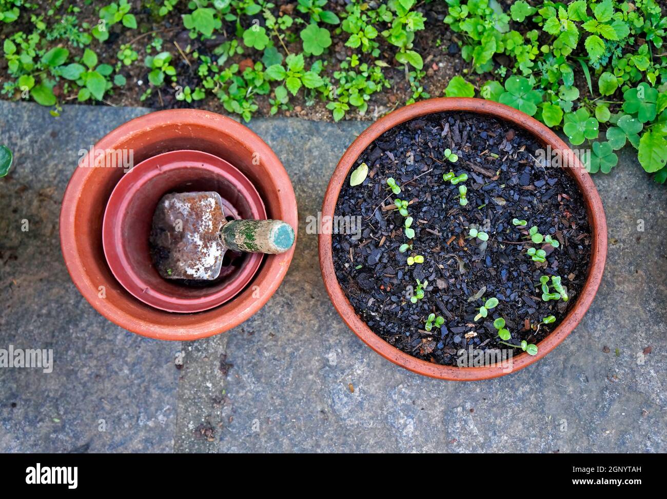 Vasi da fiore e pala da giardino, germinazione Foto Stock