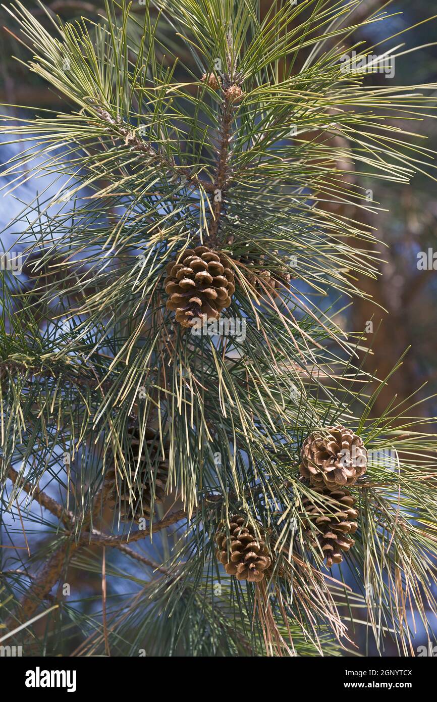 Pino scorciatoia (Pinus echinata). Chiamato Shortleaf giallo pino, Southern giallo pino, giallo pino, Shortstraw pino, Arkansas pino, Lontag pino e SPRU Foto Stock
