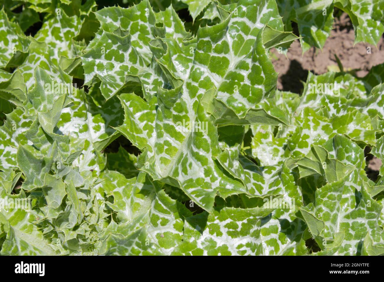 Sfondo pieno di foglie d'edera Foto Stock