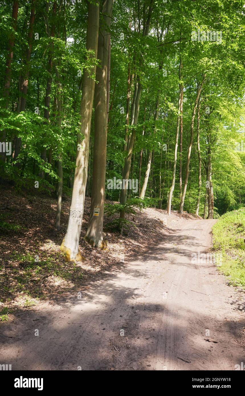Strada sterrata in una foresta. Foto Stock