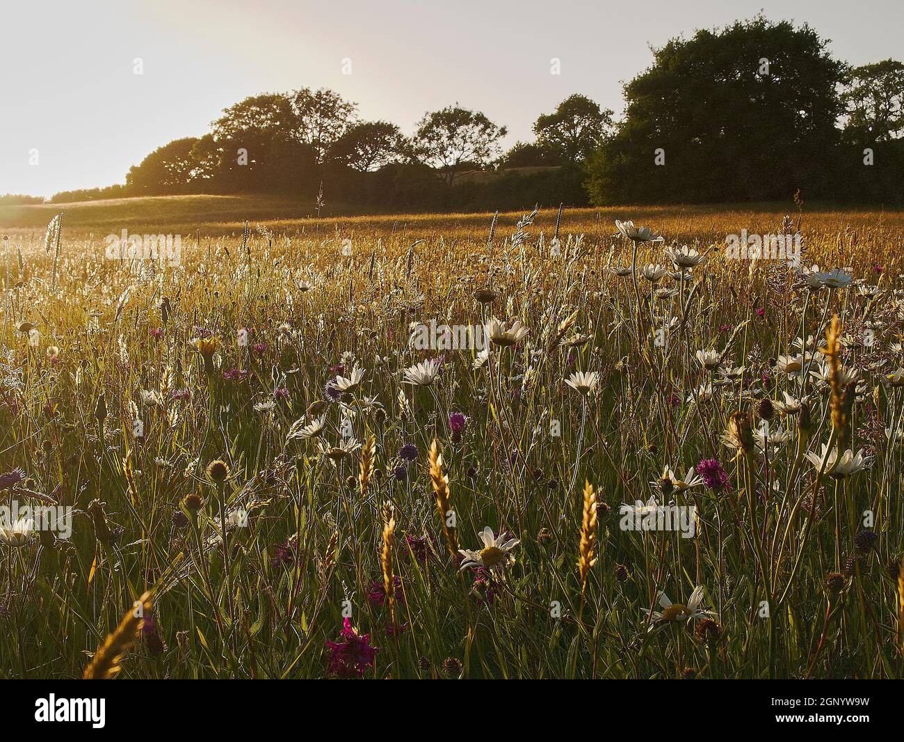 Ampio angolo di vista del tramonto su Wildflower Meadow habitat, Kingcombe Meadows Nature Reserve, Dorset, Regno Unito Foto Stock
