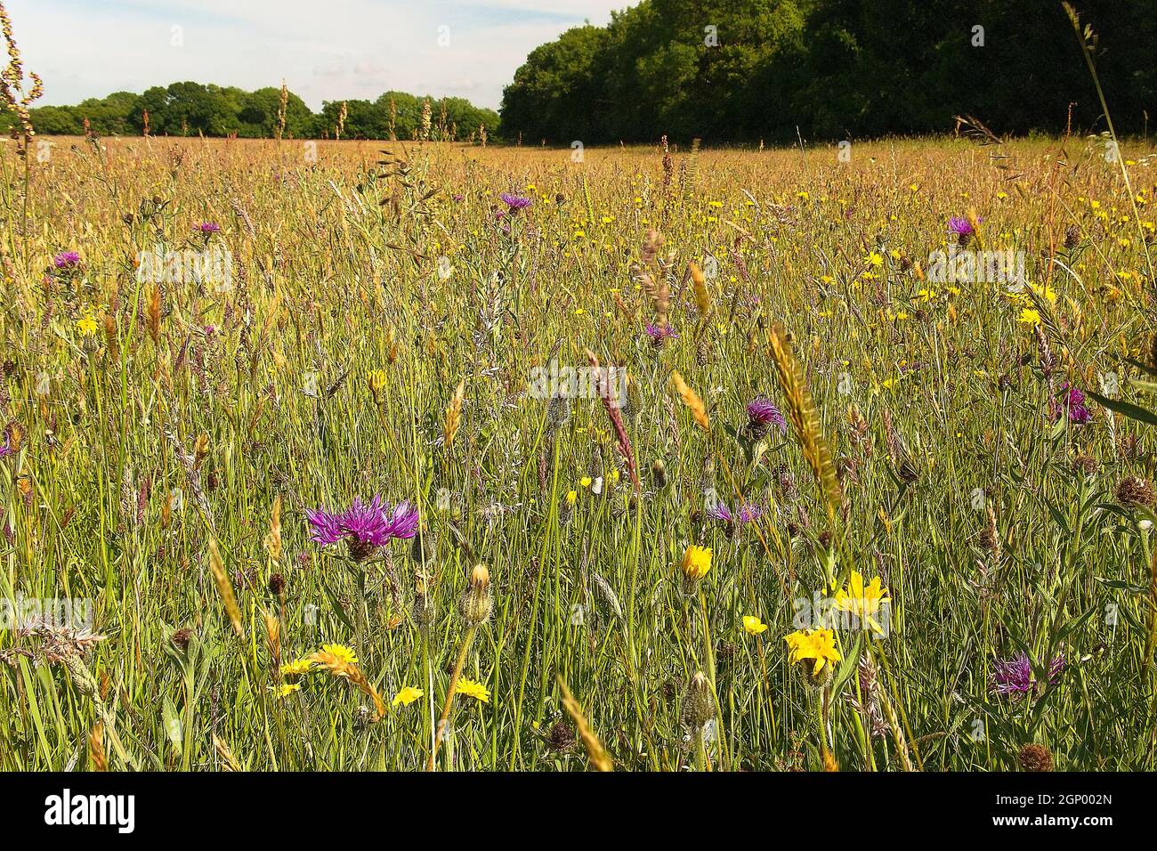 Ampio angolo di habitat prato di fiori selvatici, Kingcombe Meadows Nature Reserve, Dorset, Regno Unito Foto Stock