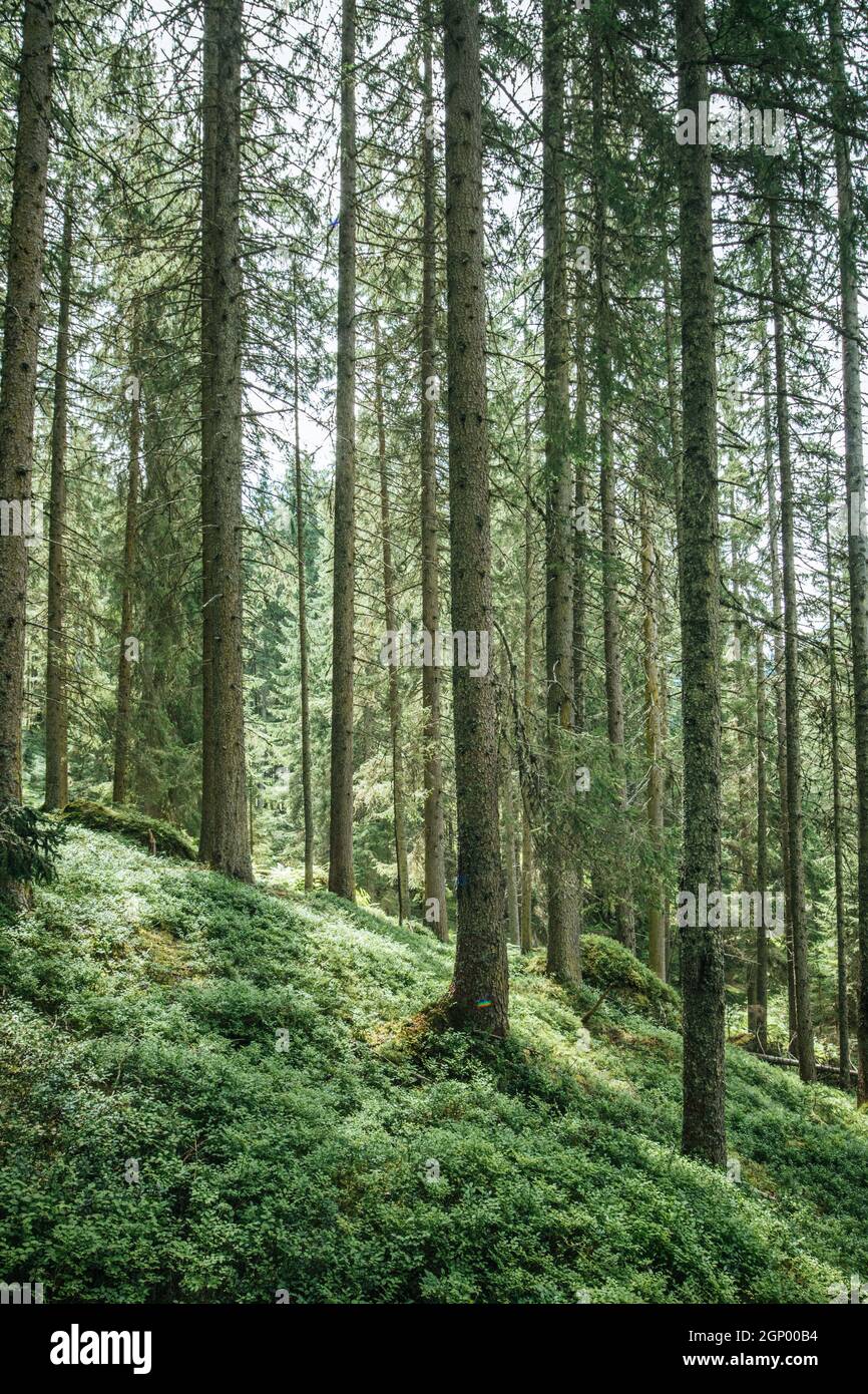 Imponenti abeti della foresta, la spiritualità e la terapia di legno Foto Stock