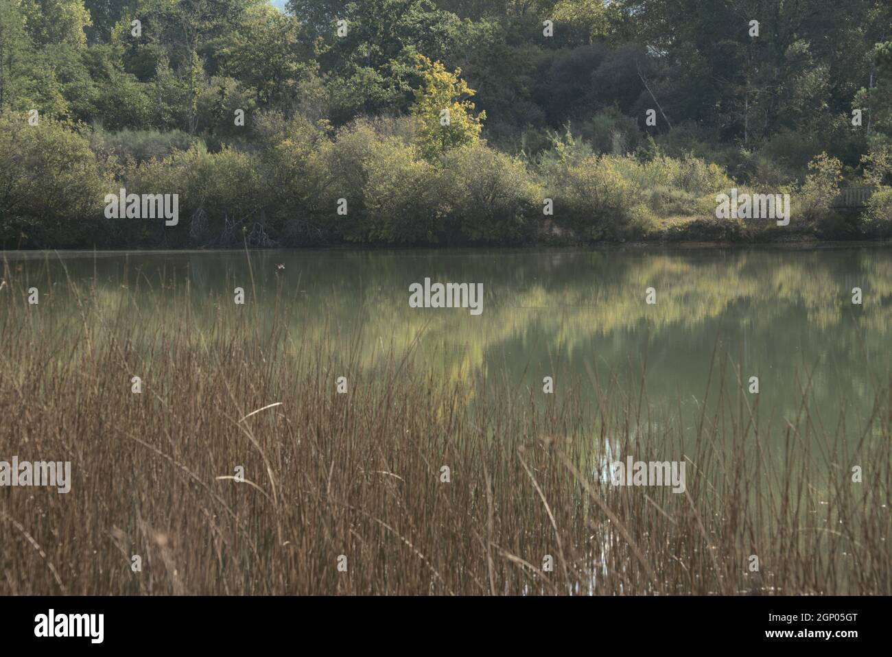 riflesso della vegetazione lungo il fiume nel lago Foto Stock