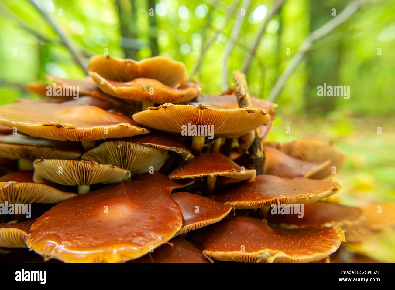 Un gruppo di funghi bruni con branchie, vista autunno Foto Stock