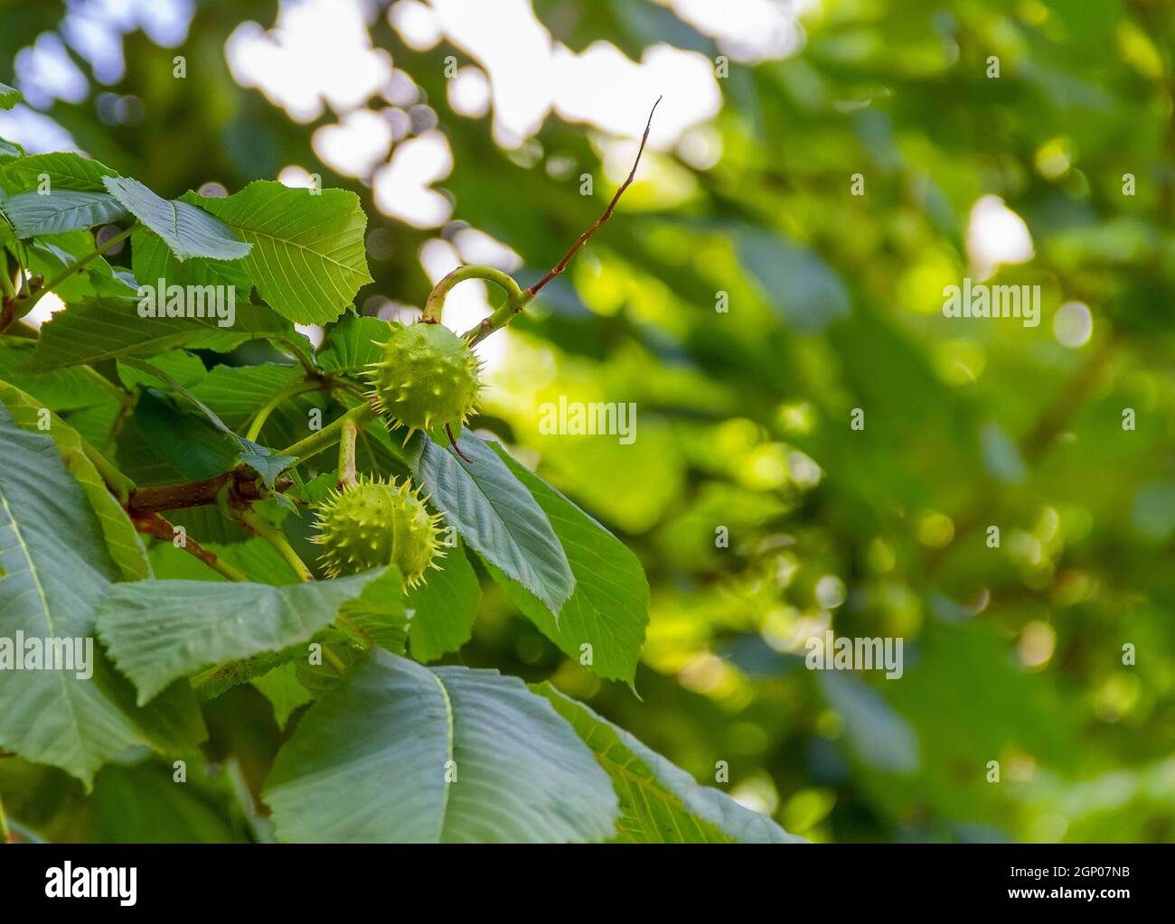 dettaglio di alcuni frutti freschi di castagno di cavallo verde un albero Foto Stock