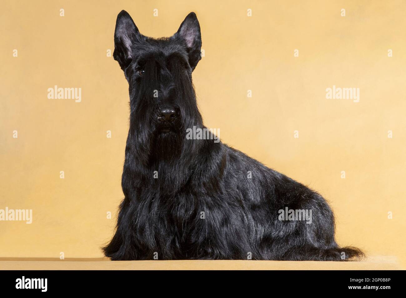 Seduto filo nero-capelli piccolo cane di razza Scotch terrier su uno sfondo giallo nella stanza del monolocale Foto Stock