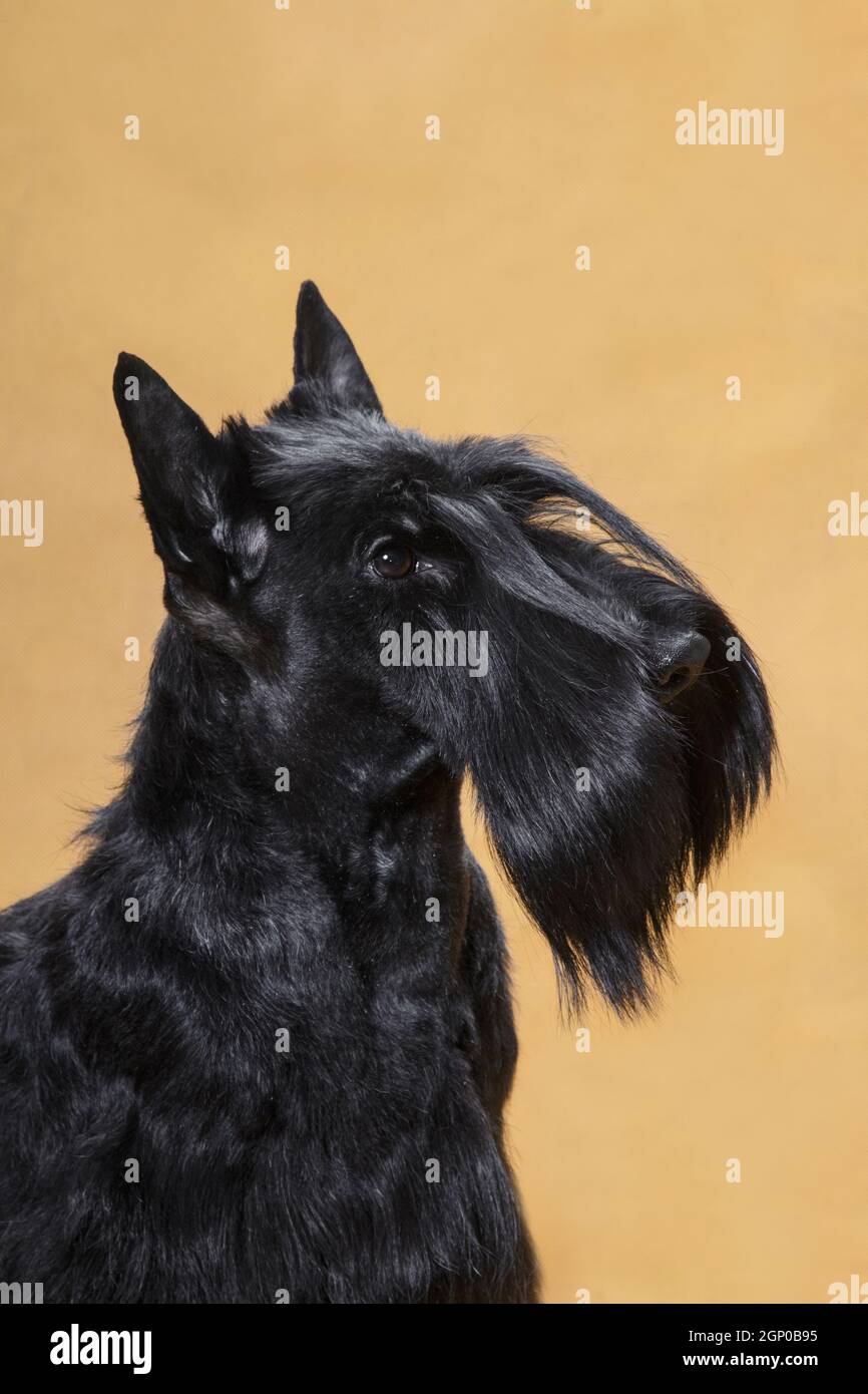 Ritratto di un piccolo cane di razza Scotch dai capelli neri terrier su sfondo giallo in una stanza nella studio Foto Stock