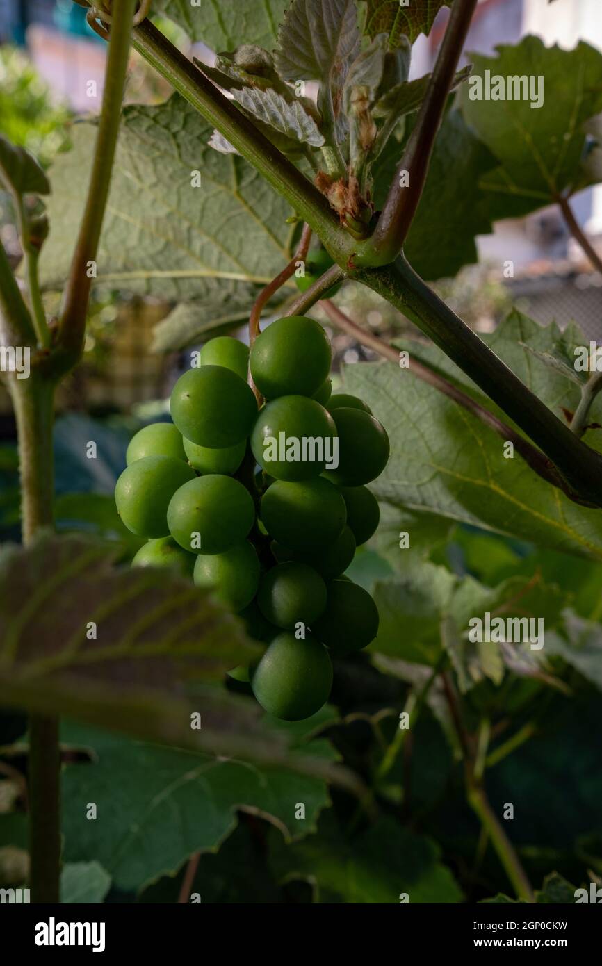 Piccole uve appendono su una vite con foglie verdi. Primo piano. Agricoltura. Cantina. Foto Stock