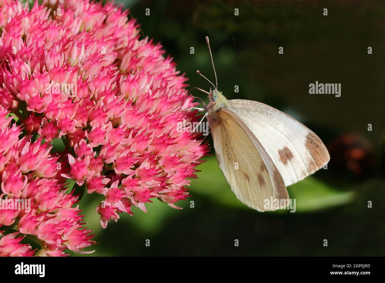 una farfalla bianca si siede sui bellissimi fiori rossi di una pianta di sedum e si nutre sul suo nettare, primo piano Foto Stock