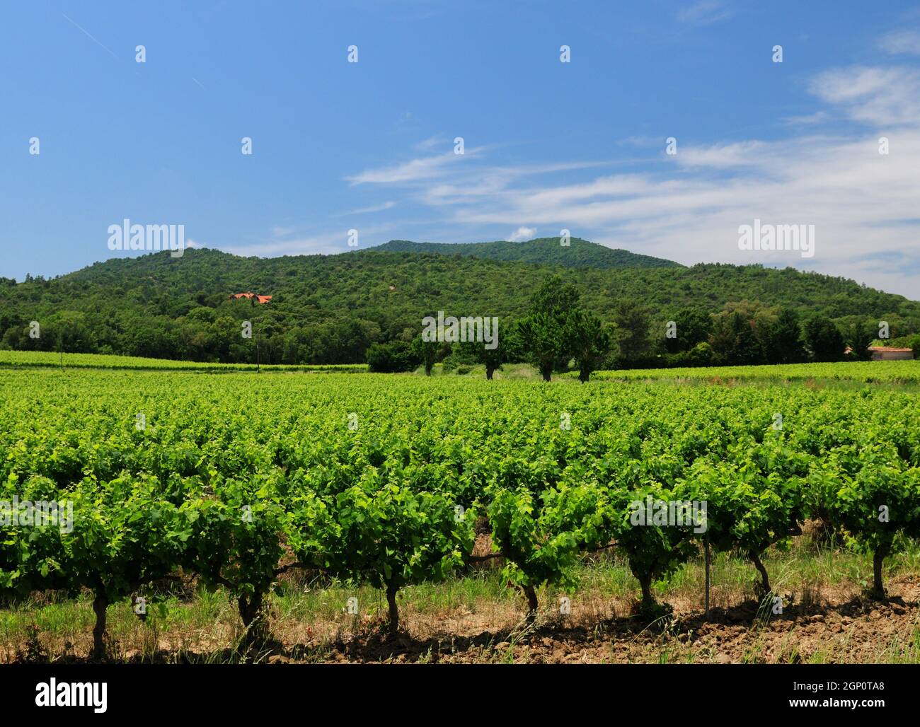 Campo di Grapevine verde vicino Vidauban in Provenza Francia in Una bella giornata estiva con alcune nuvole nel cielo blu Foto Stock