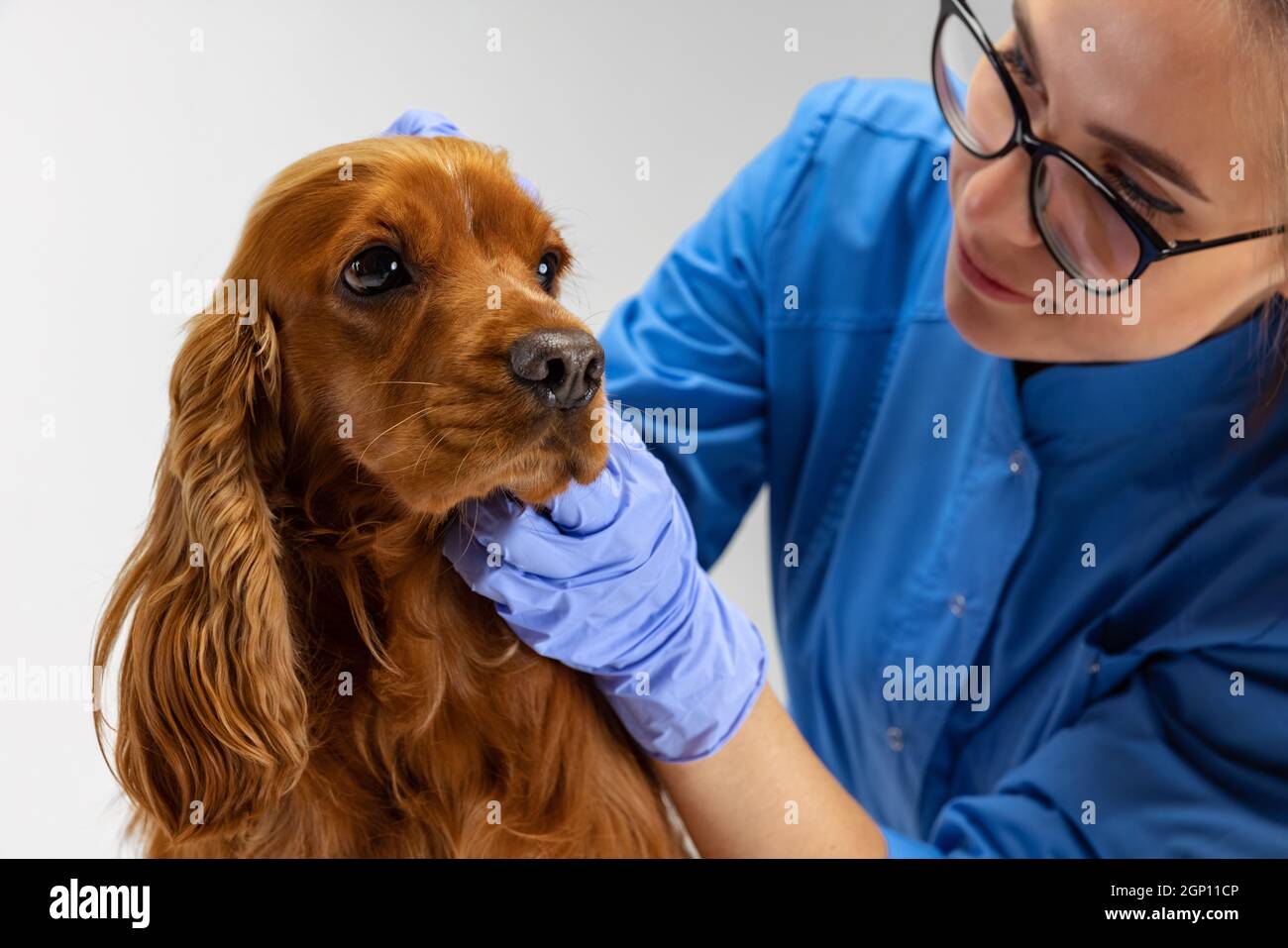 Primo piano cane spaniello marrone con orecchie annegate e medico veterinario femminile, veterinario isolato su sfondo bianco studio. Foto Stock