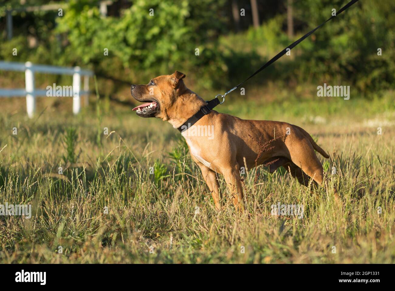 Bella staffordshire bull terrier in posa di un parco al tramonto Foto Stock