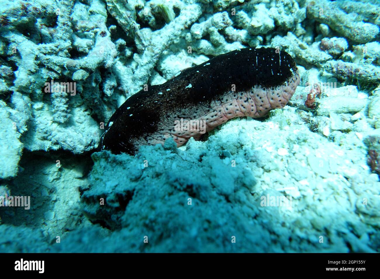 Holoturia (Halodeima) edulis Rosafarbene Seegurke, Molukken, Indonesien, Talimao Foto Stock