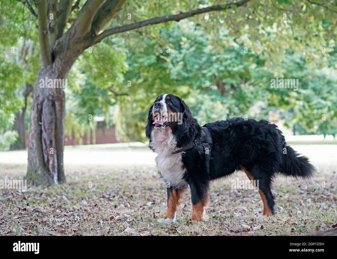 Felice cane da montagna Bernese nel parco Foto Stock