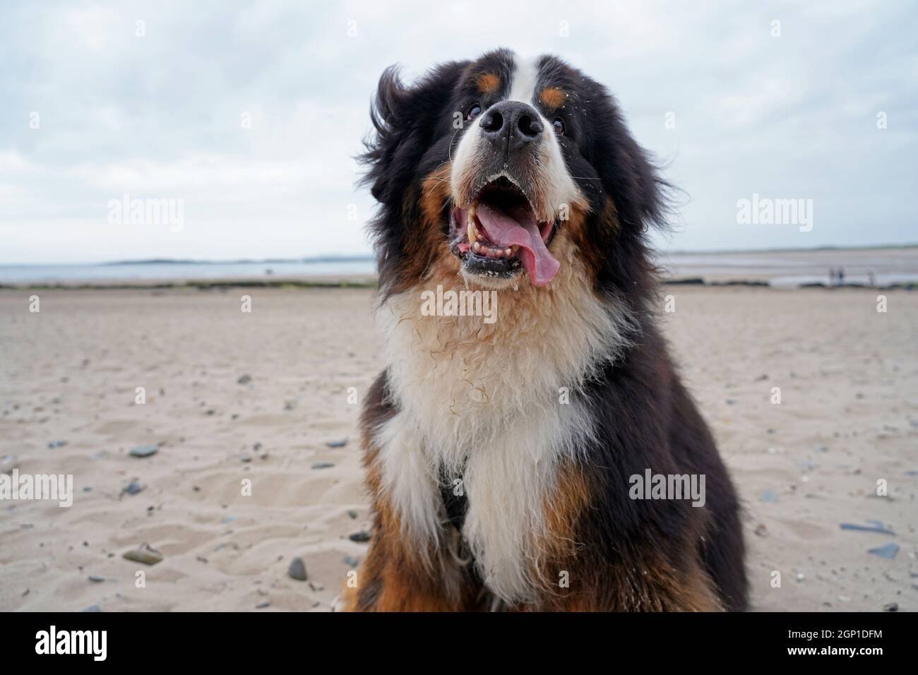 Ritratto di buon cane di montagna Bernese sulla spiaggia Foto Stock
