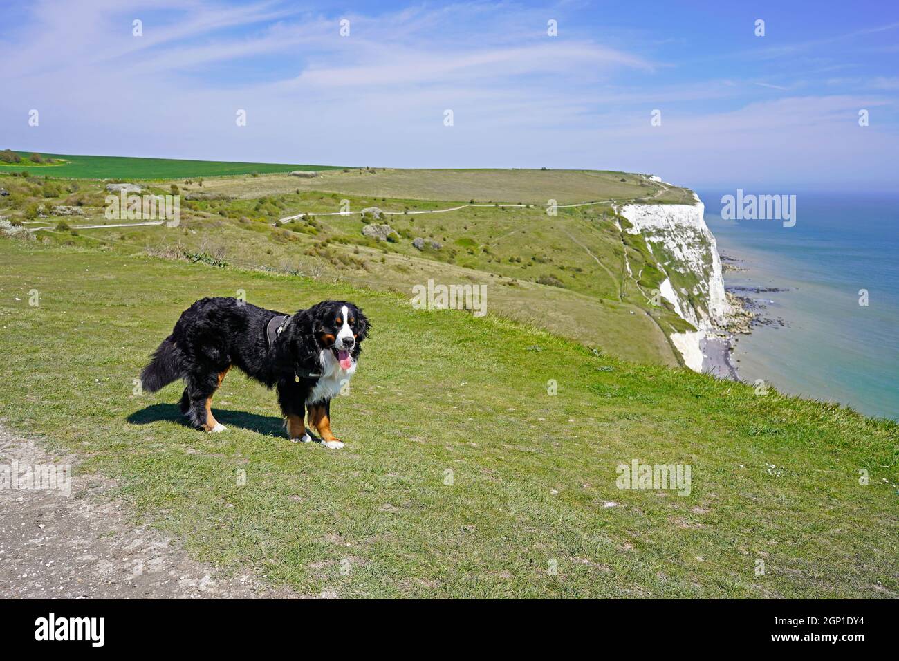 Bernese Mountain Dog in piedi sull'erba, White Cliffs of dover Walk Foto Stock