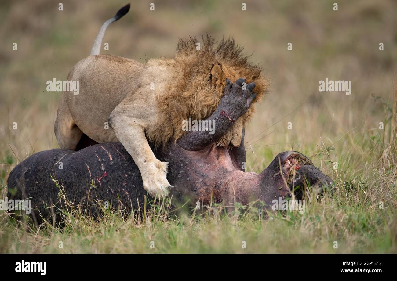 Un leone nel Maasai Mara Africa Foto Stock