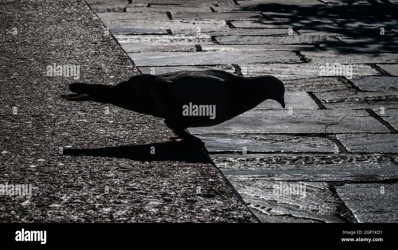 Silhouette di piccione seduta vicino al bordo su una pietra Foto Stock