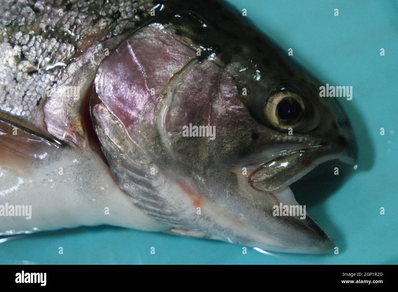 Chiocciatura di pesce con una pelle grigia o grigia e argentata lucida,  isolata su sfondo blu. Pesce pelle texture motivo sfondo Foto stock - Alamy