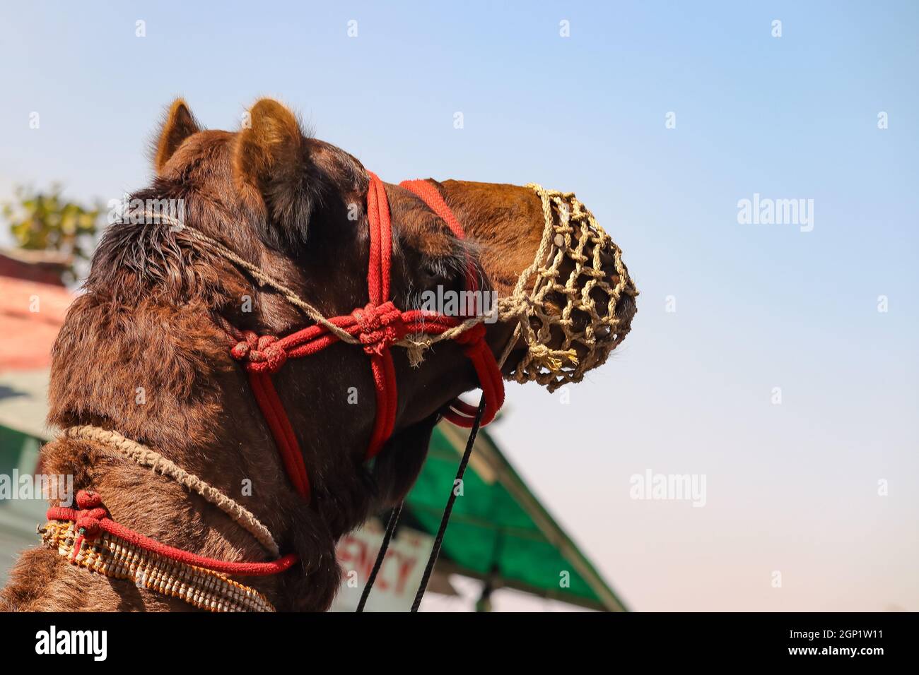 Tratto di Camle Closeup. Cammello singolo. Foto Stock