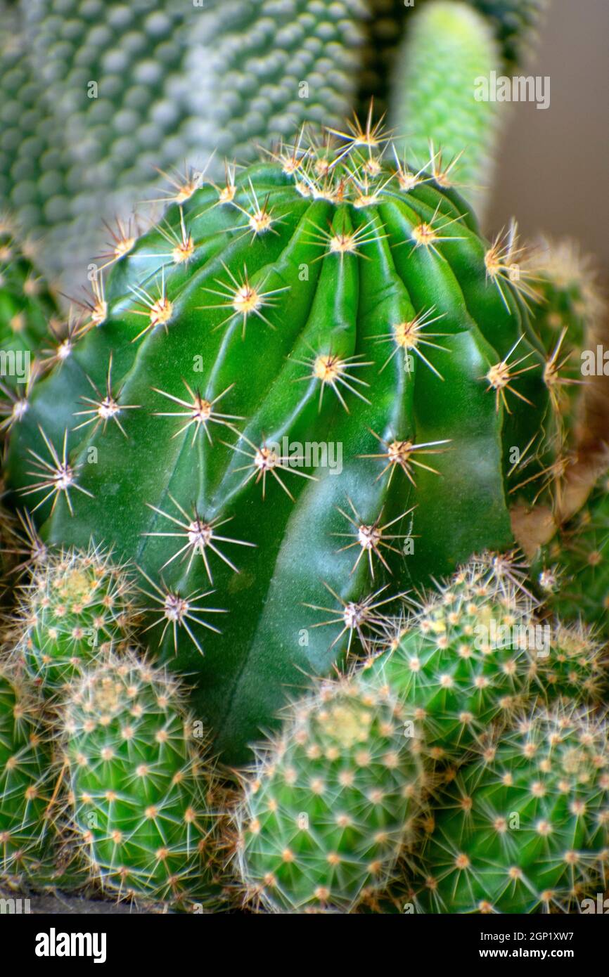Cactus succulento Foto Stock