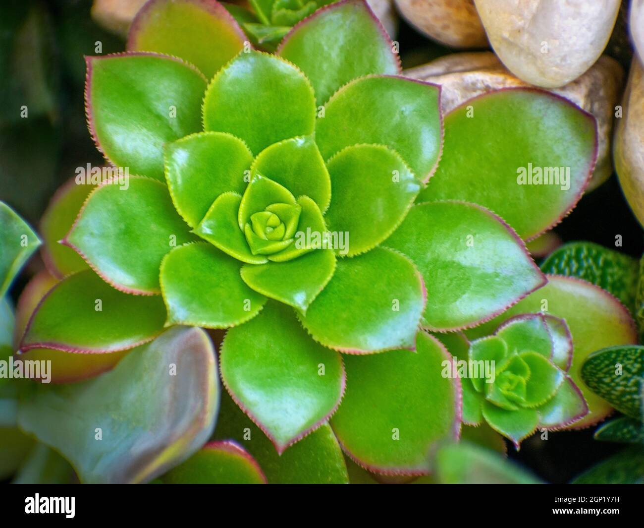 Pianta succulenta isolata Foto Stock
