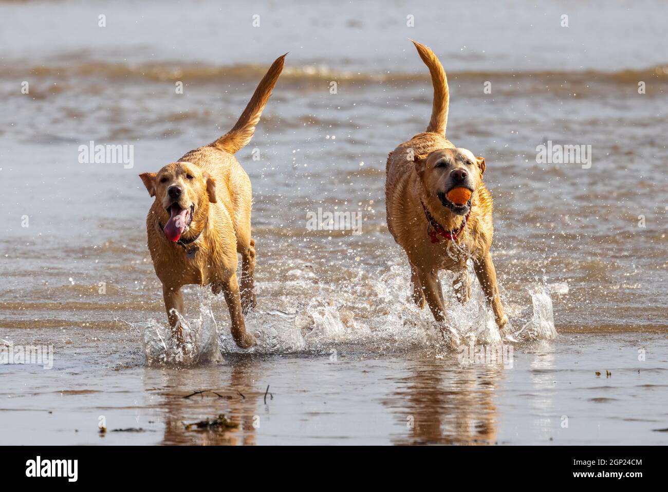 Golden labradors sulla spiaggia godersi il surf - cani in mare - cani in spiaggia - cani in gioco - cani in esercizio Foto Stock