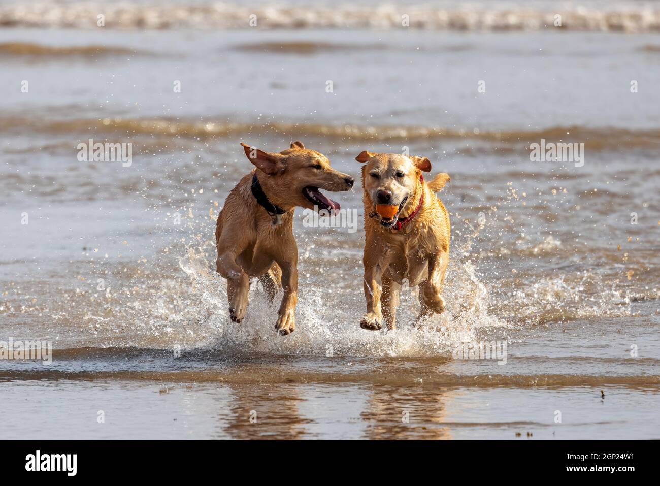 Golden labradors sulla spiaggia godersi il surf - cani in mare - cani in spiaggia - cani in gioco - cani in esercizio Foto Stock