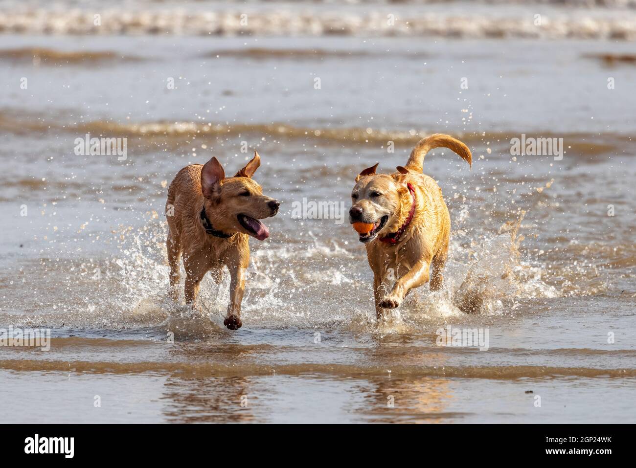 Golden labradors sulla spiaggia godersi il surf - cani in mare - cani in spiaggia - cani in gioco - cani in esercizio Foto Stock