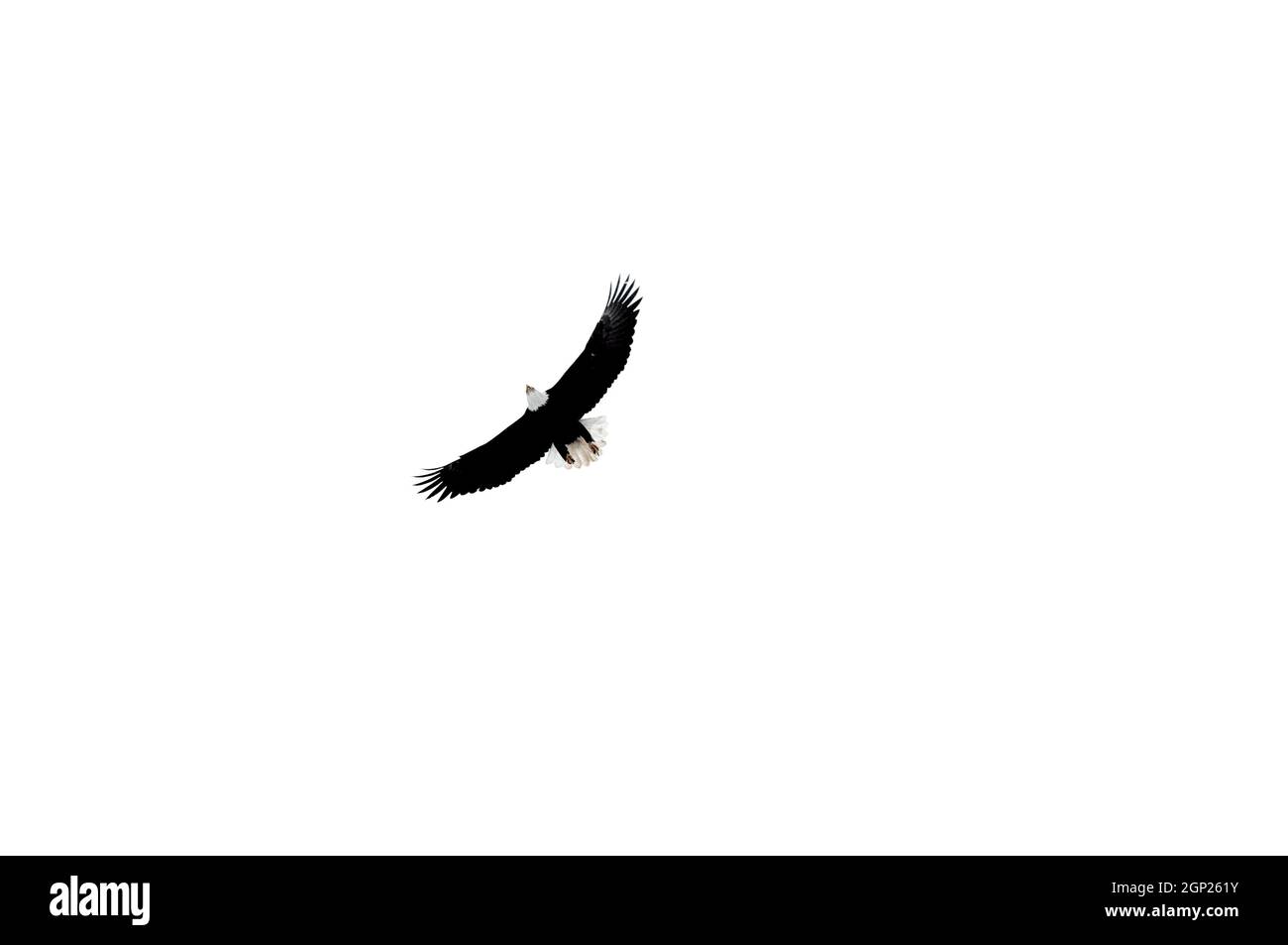 Bald Eagle volare sopra (vista sotto) Bald Eagle (Haliaeetus leucocephalus) vista dal basso in volo con ali sparse. Nova Scotia, Canada. Foto Stock