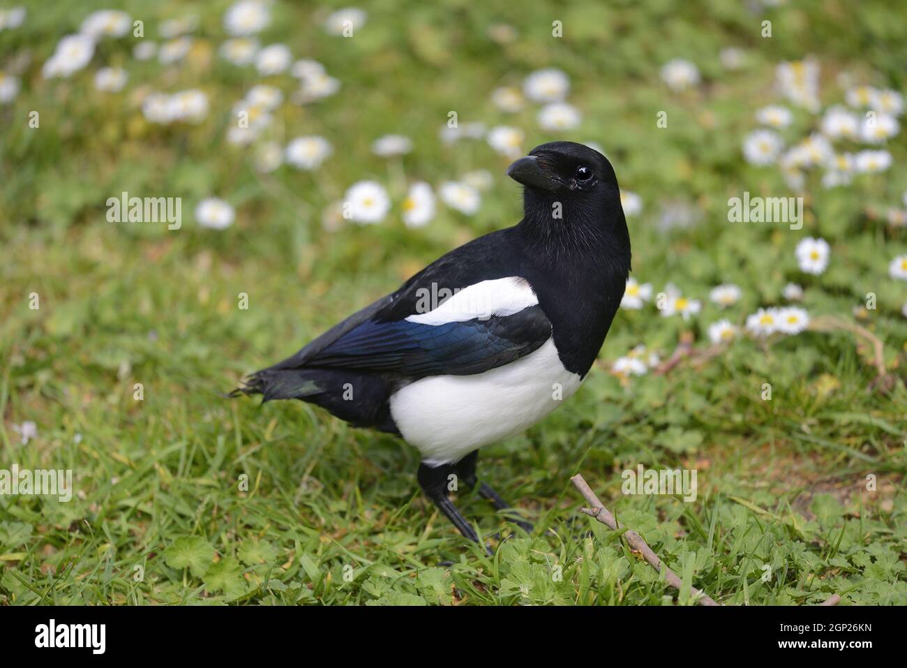 Magpie (Pica pica) adulto senza piume di coda in un parco di Londra. Foto Stock