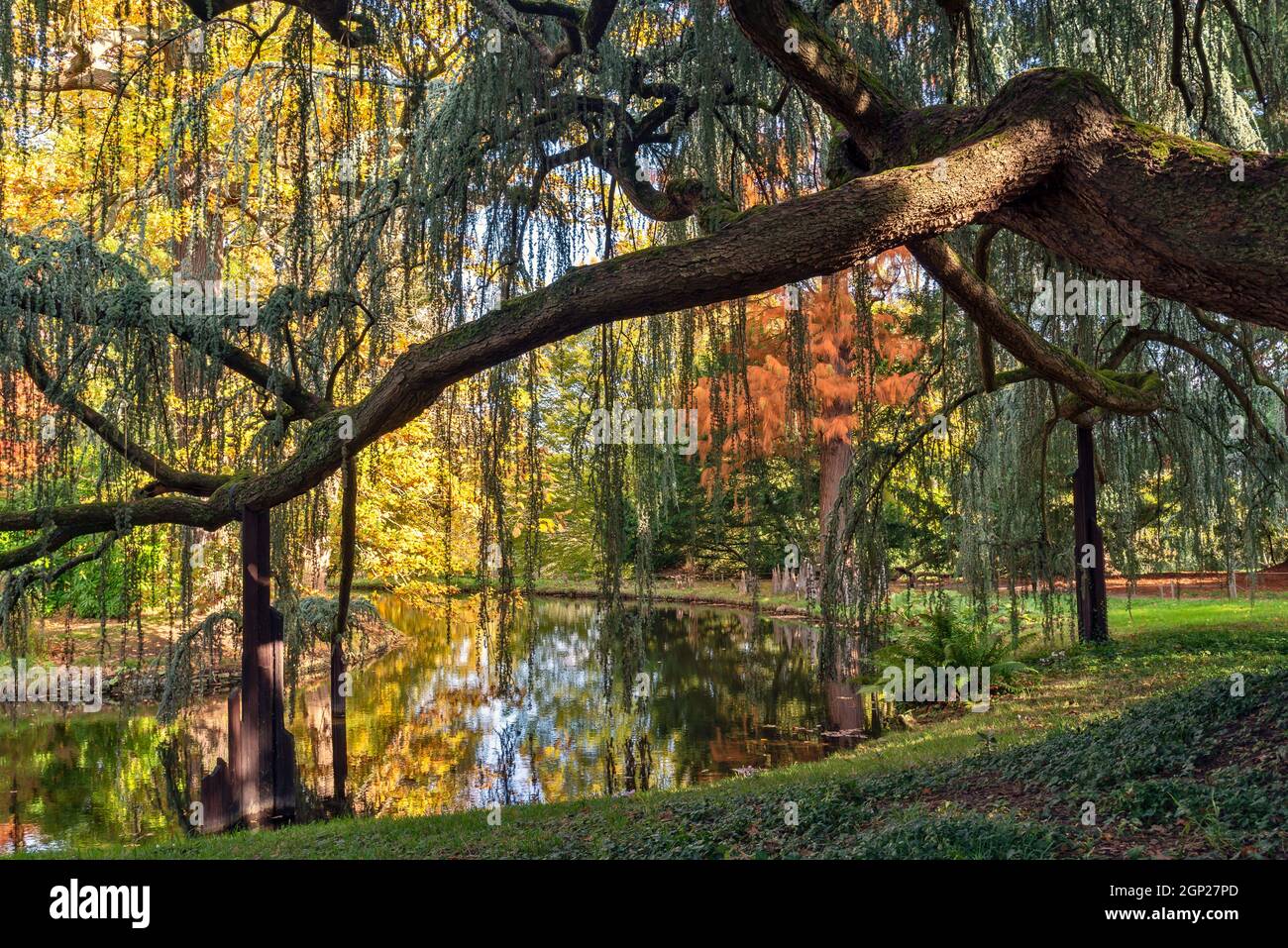 Maestoso cedro blu piangente dell'atlante in Vallee aux Loups Arboretum vicino Parigi Francia Foto Stock