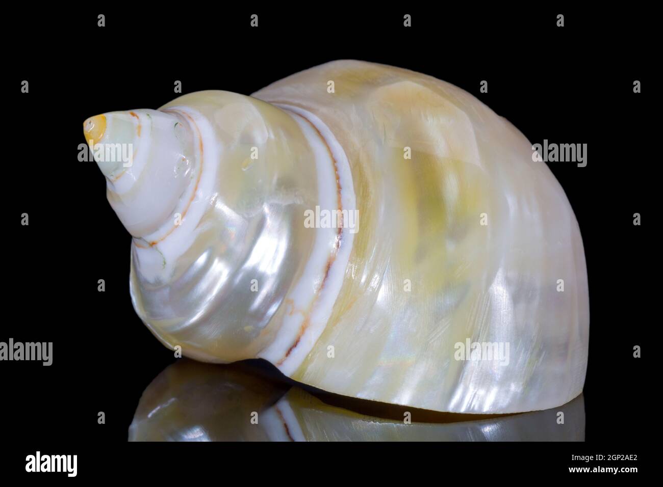 Singolo guscio di mare perlato di lumaca turbante noto anche come Turbinidae isolato su sfondo nero, riflessione specchio Foto Stock