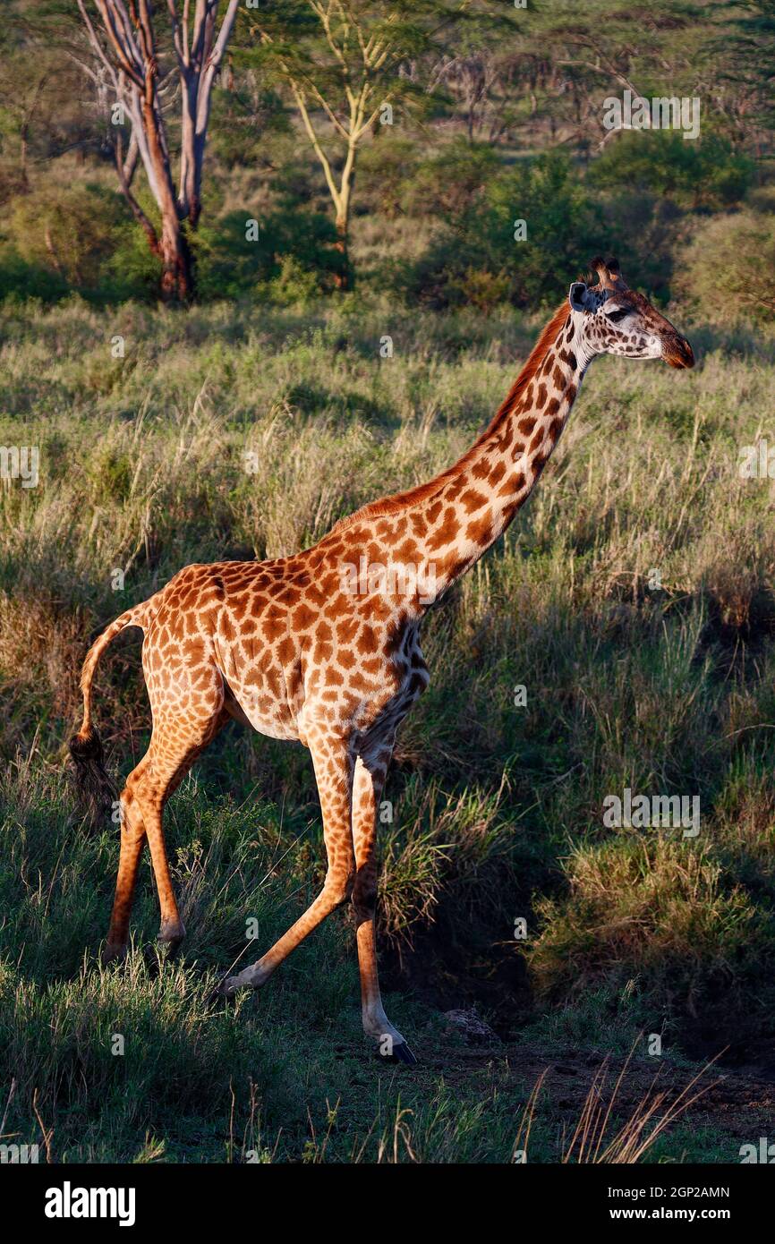 Giraffa a piedi; adulto; Giraffa camelopardalis, luce dorata, mammifero più alto, fauna selvatica, pelo macchiato, erbivore, gambe lunghe; collo lungo, animale, Serengeti Foto Stock