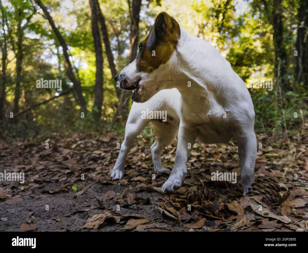 Carino cucciolo Jack Russel durante giochi o attività nei boschi della  Versilia, Toscana, Italia Foto stock - Alamy