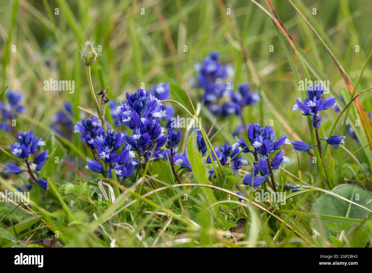 Primo piano di blu Polygala vulgaris / comune Milkwort fioritura su Morgans Hill un sito di interesse scientifico speciale (SSSI), Wiltshire, Inghilterra, Regno Unito Foto Stock