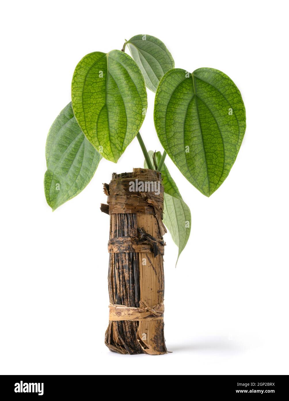 pianta di pepe nero giovane, nigrum di piper coltivato in vaso naturale biodegradabile di foglie di banana, isolato su sfondo bianco Foto Stock